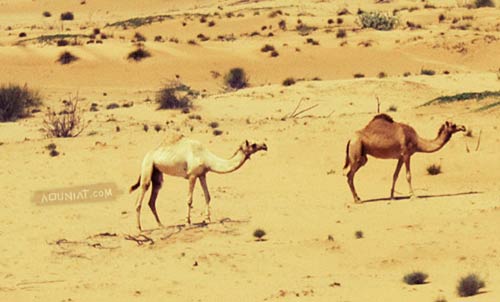 جمال الصحراء - أول صورة ألتقطها بكاميراتي الجديدة